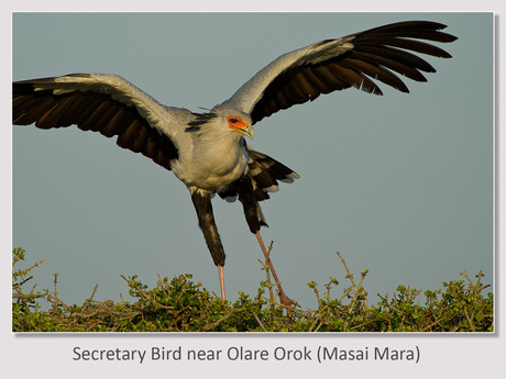 Secretary Bird bij Olare orok