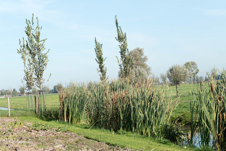 wielewaal stolwijk 13-10-2018-18