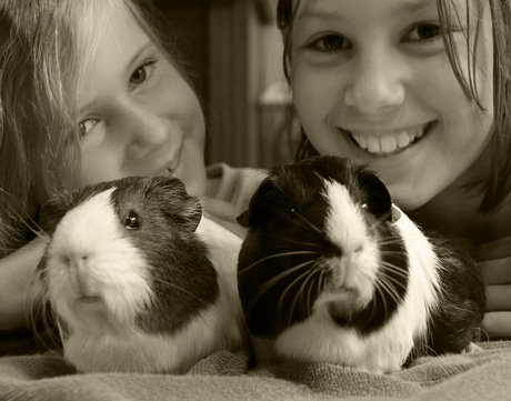 Cavia's