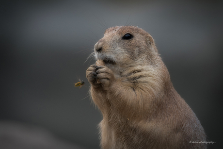 Prairihondje en de wesp ...