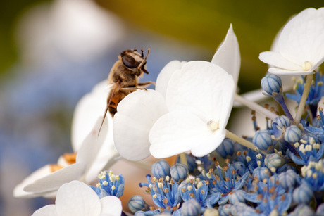 Zweefvlieg op kleurrijke bloem