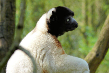 Prachtige kroonsifaka