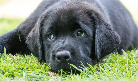 labrador pup