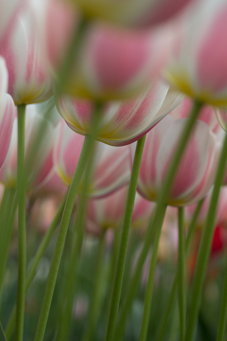 keukenhof IV