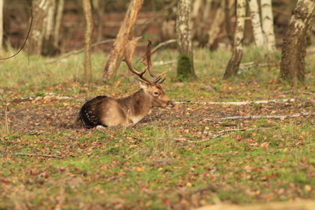 Amsterdamse waterleidingduinen