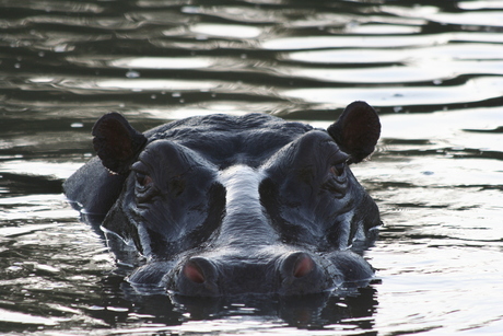 Nijlpaard Zuid-Afrika