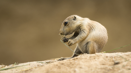 Prairiehondje