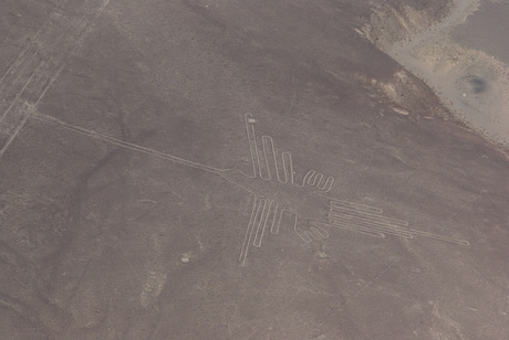 Nasca Lines hunningbird