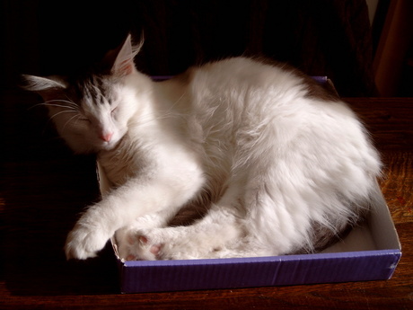 Slapen kan je overal