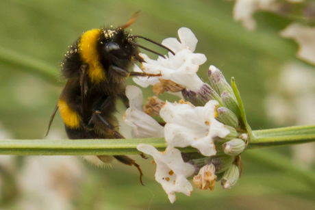 Hommel op lavendel.
