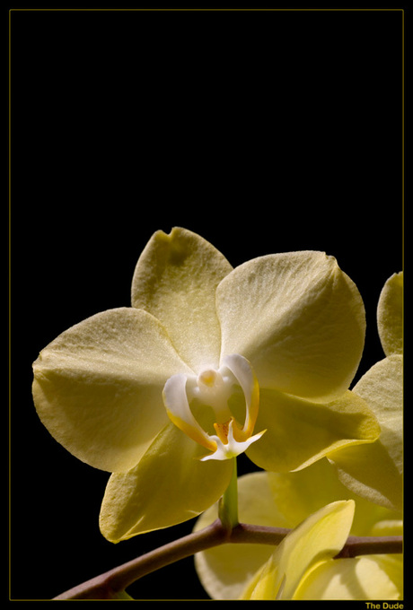 Orchidee 1