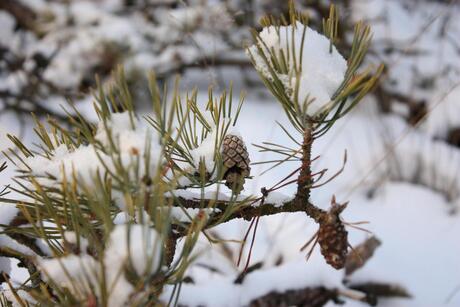 Wintergroen