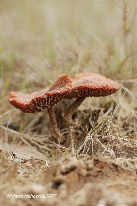 paddestoelen