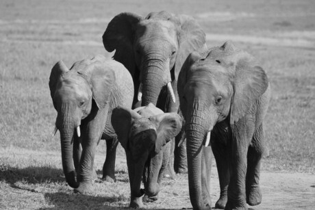 Masai Mara, Kenia