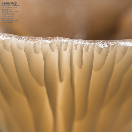 Edge of Fungus - 2823.jpg