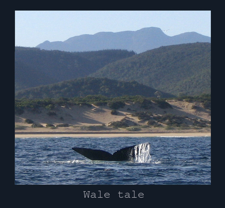 A wale tale