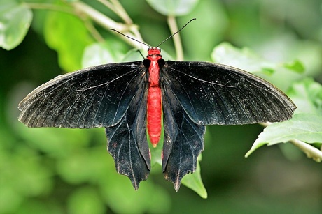 Atrophaneura semperi