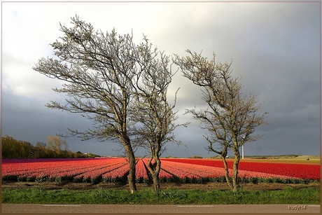 tulpenvelden