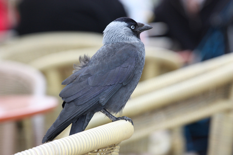 don't look @ me