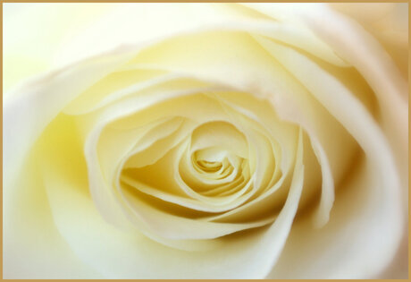 soft toned rose.