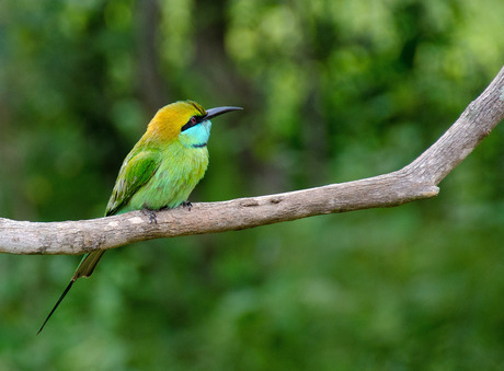 Sri Lanka - bijeneter