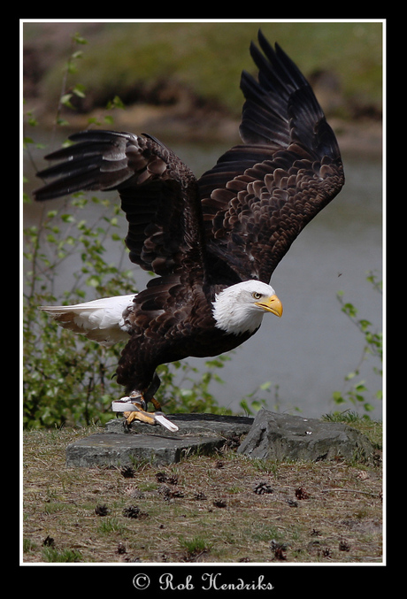 Bald Eagle - Take off!