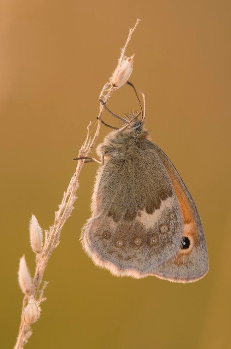 Bruin Zandoogje