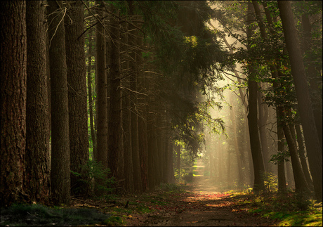 from the garbage bin.... 2