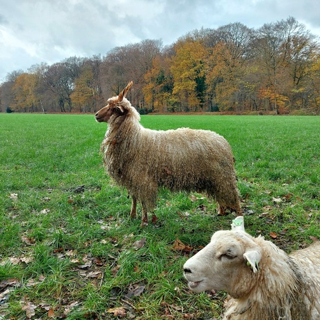 Verwaand schaap