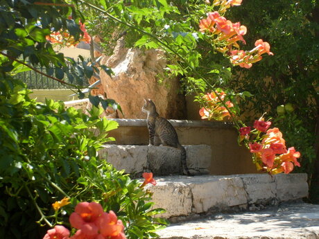Poes in Chersonissos