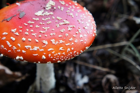 Rood met witte stippen...