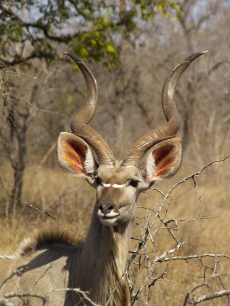 Kudu