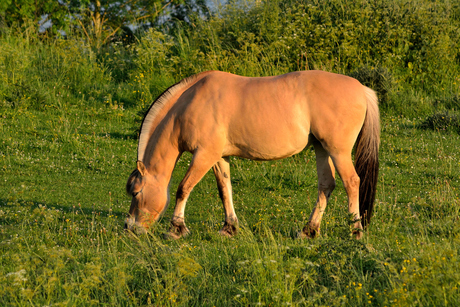 Paard in de wei langs de Lek Wijk bij Duurstede