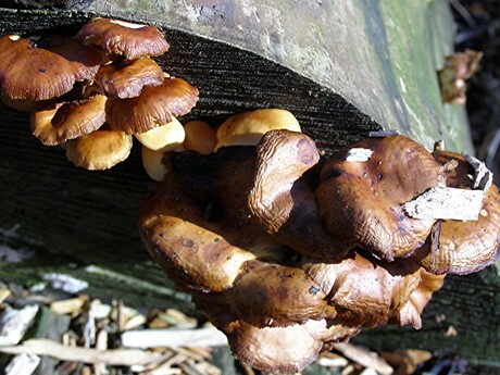 OEVERBOS WATERWEG PADDENSTOELEN OP STAM