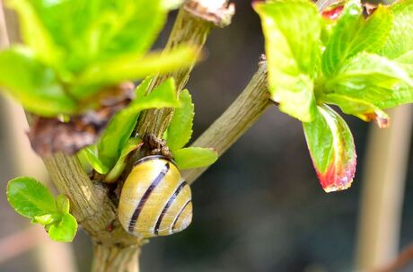 Gewoon in de tuin