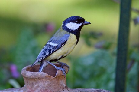 Koolmees met nest in kruik