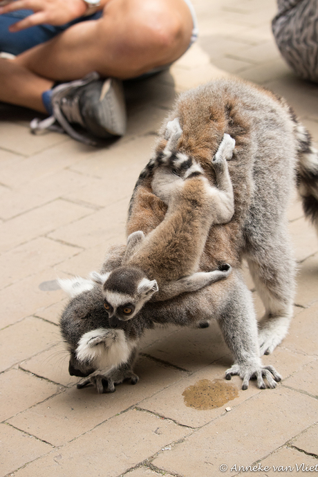 Mama, niet zo ver bukken ik glij helemaal naar voor