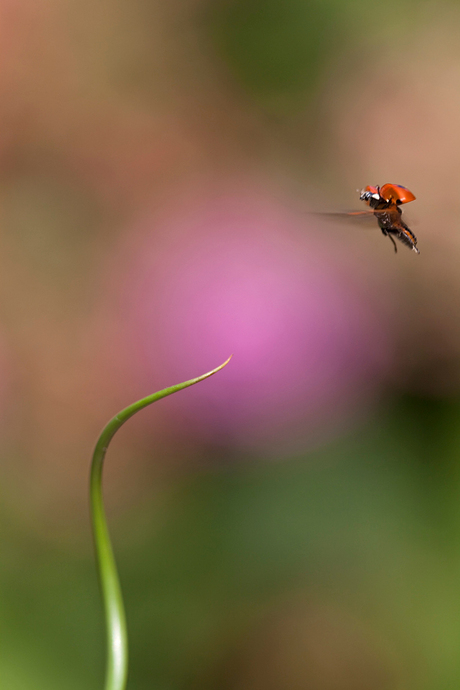 Permission to land