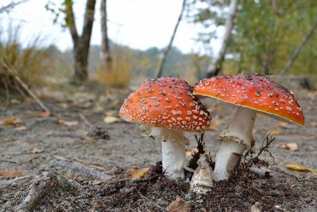 Rood met witte stippen