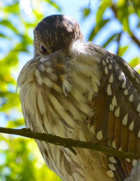 Black-crowned Night Heron (Juvenile) (Socó-dorminhoco).jpg