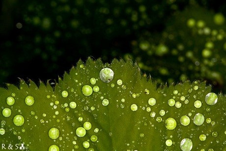 Waterdruppels op blad