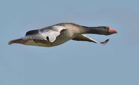 Grauwe gans