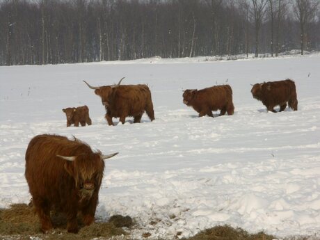 Schotse Hooglanders