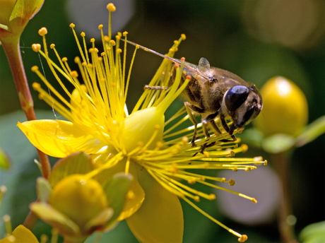 bij op bloem