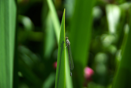 libelle op een rietblad