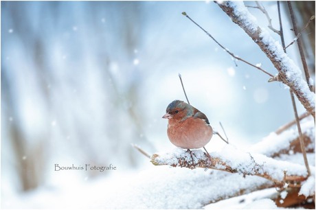 Snowy Vink