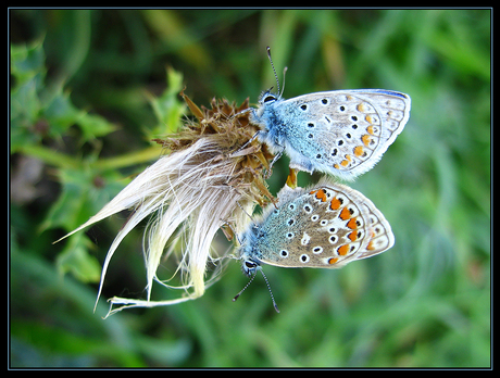 Icarus blauwtjes