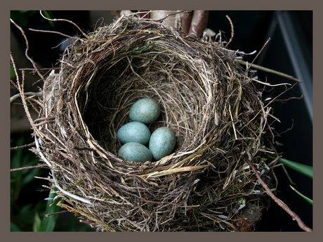 Mereleitjes in nest