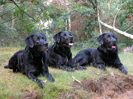 Clyde, Spike en Jansen
