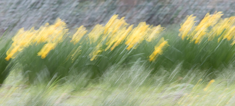 Narcissen in het gras.